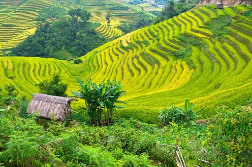 12 Days Trekking in Cuc Phuong and Pu Luong and Halong Bay Cruise