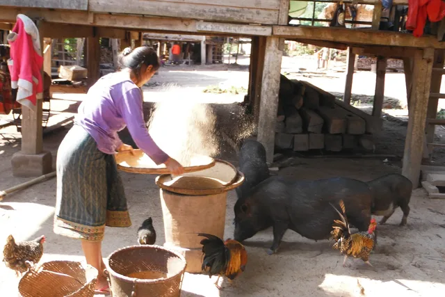 Bac Ha Trekking To Hoang Su Phi - Ha Giang - 7 Days 3