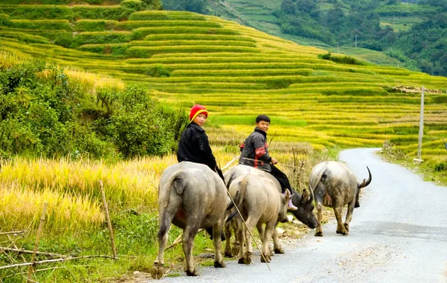 Sapa Trekking and Halong bay Cruise - 10 Days 2